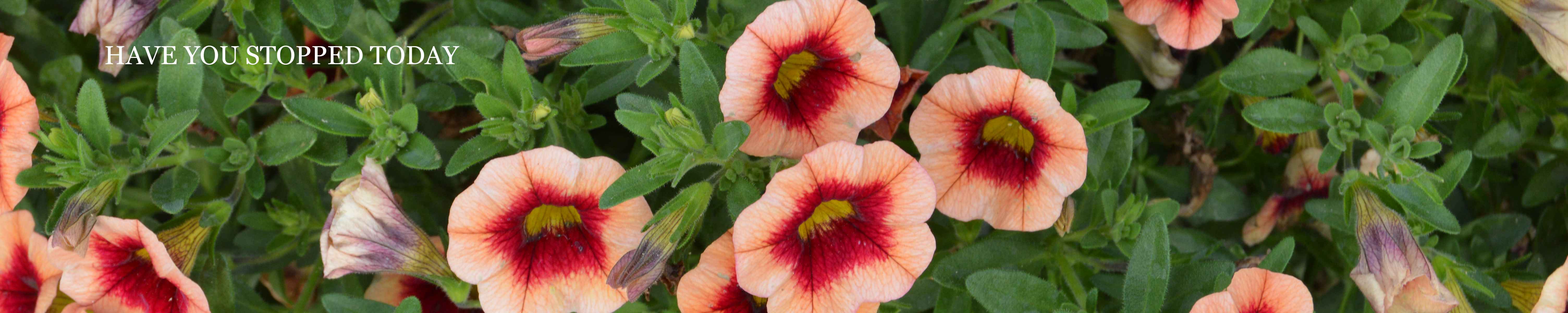 Have you stopped today?